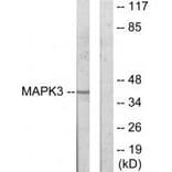 Western blot - MAPK3 Antibody from Signalway Antibody (33912) - Antibodies.com