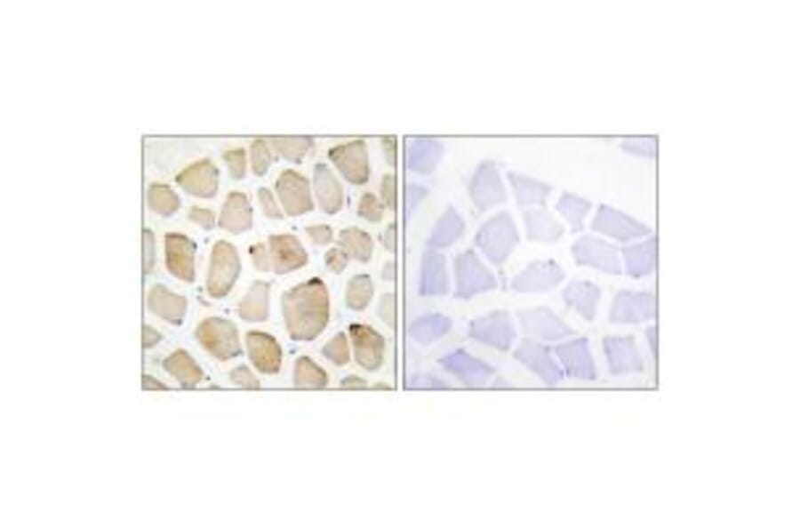 Immunohistochemistry - MAPK3 Antibody from Signalway Antibody (33912) - Antibodies.com