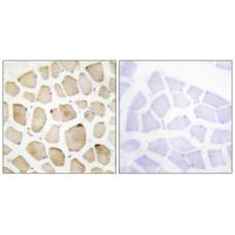 Immunohistochemistry - MAPK3 Antibody from Signalway Antibody (33912) - Antibodies.com