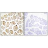 Immunohistochemistry - MAPK3 Antibody from Signalway Antibody (33912) - Antibodies.com