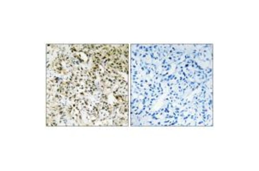 Immunohistochemistry - PPHLN Antibody from Signalway Antibody (33975) - Antibodies.com