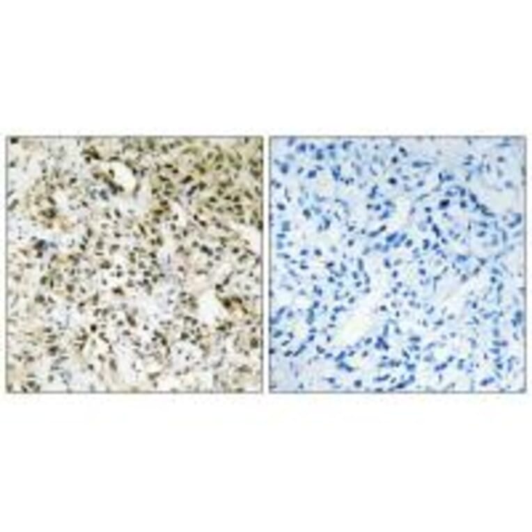 Immunohistochemistry - PPHLN Antibody from Signalway Antibody (33975) - Antibodies.com