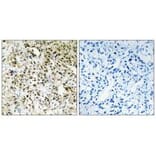 Immunohistochemistry - PPHLN Antibody from Signalway Antibody (33975) - Antibodies.com