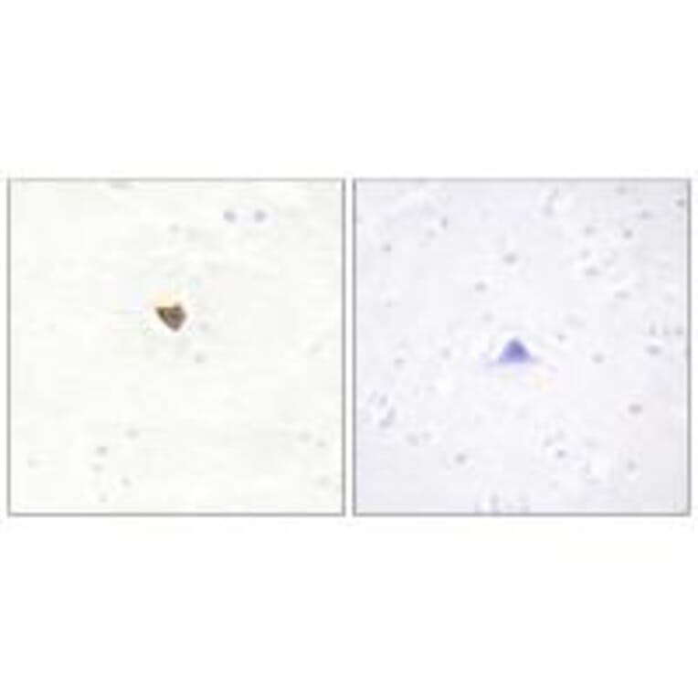Immunohistochemistry - JKIP2 Antibody from Signalway Antibody (34023) - Antibodies.com