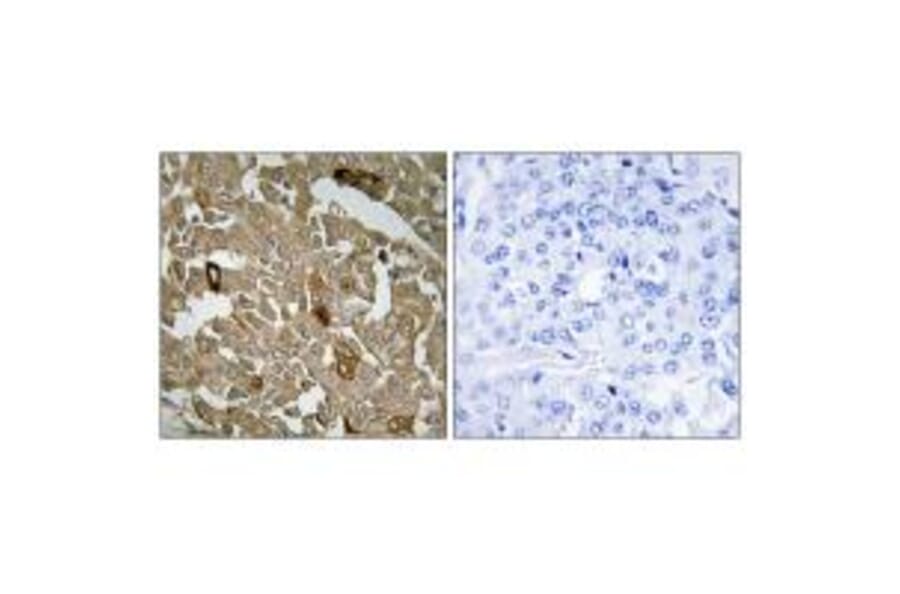 Immunohistochemistry - BTBD6 Antibody from Signalway Antibody (34032) - Antibodies.com