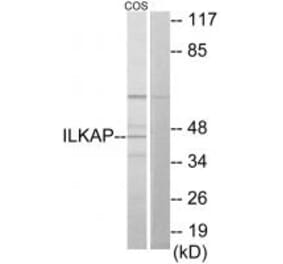 Western blot - ILKAP Antibody from Signalway Antibody (34057) - Antibodies.com