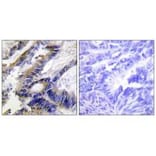 Immunohistochemistry - ILKAP Antibody from Signalway Antibody (34057) - Antibodies.com