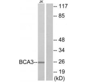 Western blot - BCA3 Antibody from Signalway Antibody (34075) - Antibodies.com