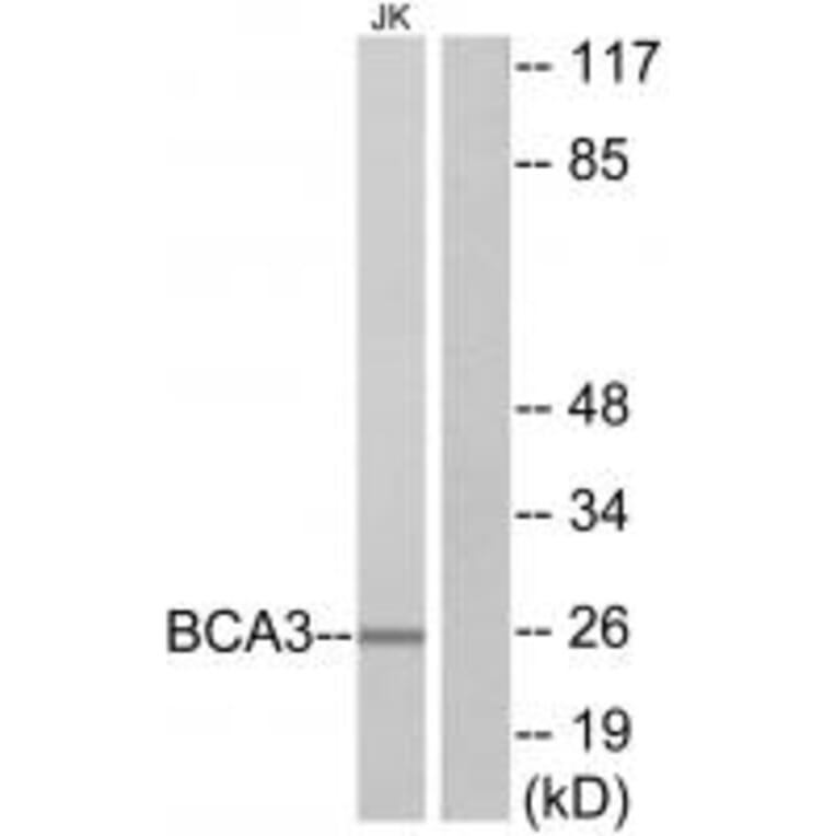 Western blot - BCA3 Antibody from Signalway Antibody (34075) - Antibodies.com