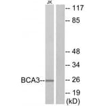 Western blot - BCA3 Antibody from Signalway Antibody (34075) - Antibodies.com