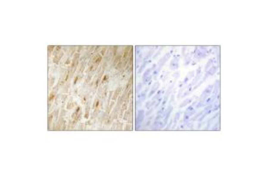 Immunohistochemistry - BCA3 Antibody from Signalway Antibody (34075) - Antibodies.com