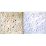 Immunohistochemistry - BCA3 Antibody from Signalway Antibody (34075) - Antibodies.com