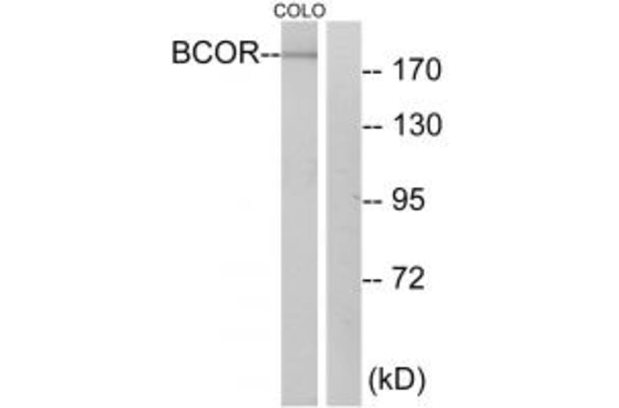 Western blot - BCOR Antibody from Signalway Antibody (34170) - Antibodies.com