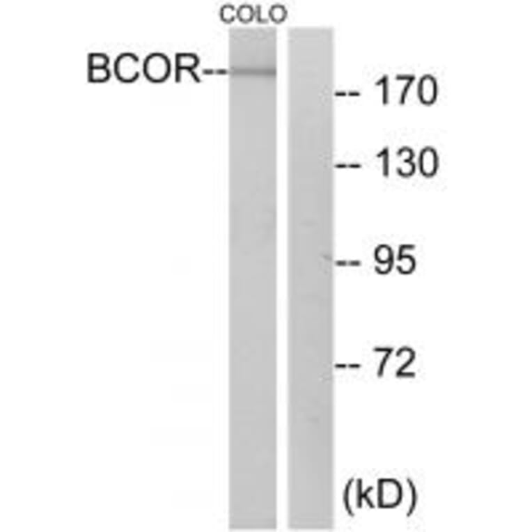 Western blot - BCOR Antibody from Signalway Antibody (34170) - Antibodies.com