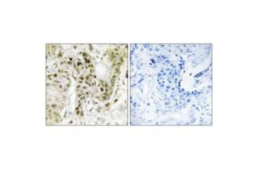 Immunohistochemistry - BCOR Antibody from Signalway Antibody (34170) - Antibodies.com