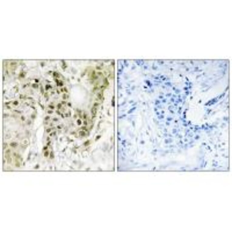 Immunohistochemistry - BCOR Antibody from Signalway Antibody (34170) - Antibodies.com