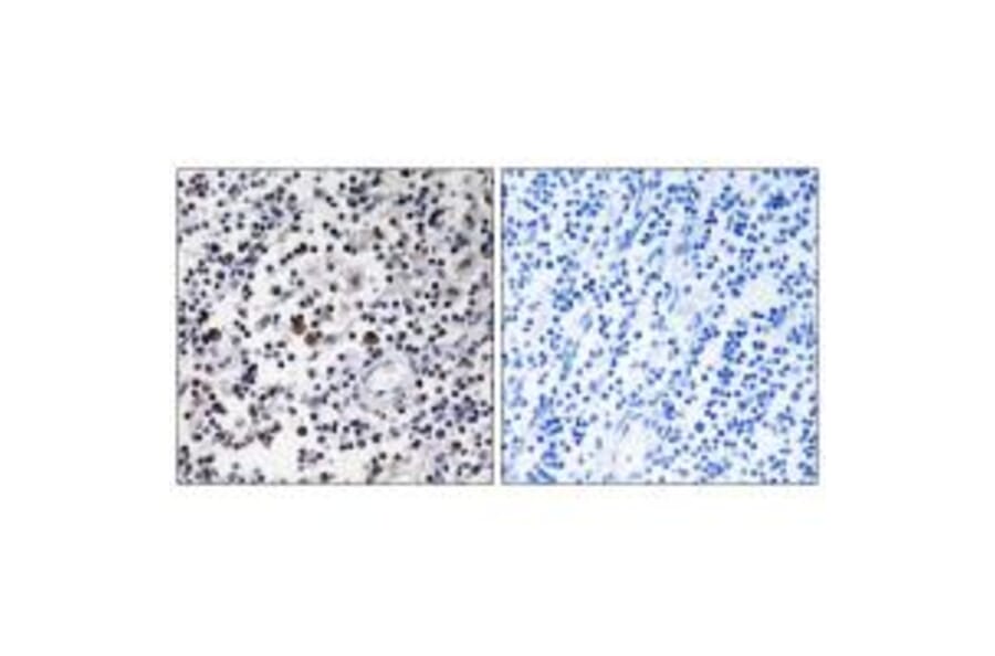 Immunohistochemistry - CD302 Antibody from Signalway Antibody (34188) - Antibodies.com