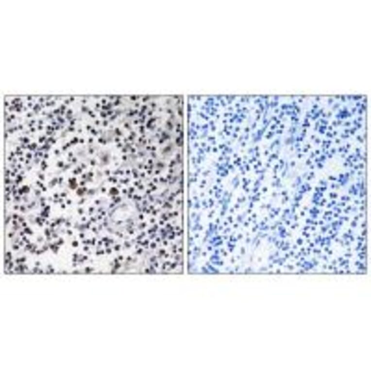 Immunohistochemistry - CD302 Antibody from Signalway Antibody (34188) - Antibodies.com