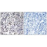 Immunohistochemistry - CD302 Antibody from Signalway Antibody (34188) - Antibodies.com