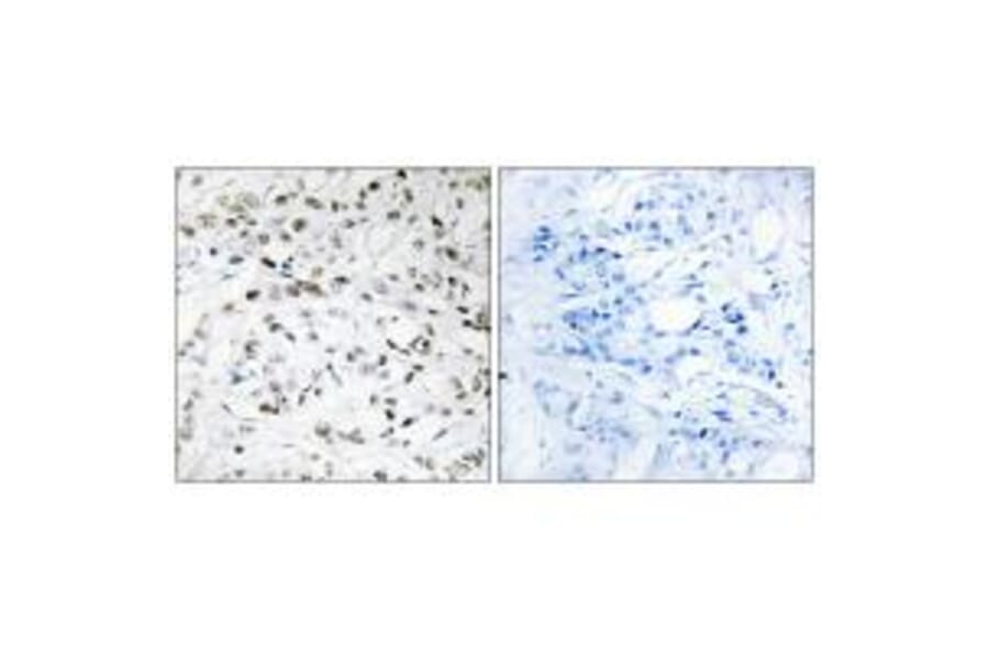 Immunohistochemistry - ELOA1 Antibody from Signalway Antibody (34267) - Antibodies.com