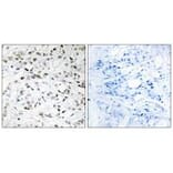Immunohistochemistry - ELOA1 Antibody from Signalway Antibody (34267) - Antibodies.com