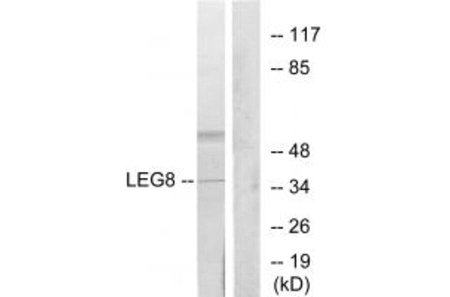 Western blot - LEG8 Antibody from Signalway Antibody (34284) - Antibodies.com