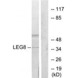 Western blot - LEG8 Antibody from Signalway Antibody (34284) - Antibodies.com