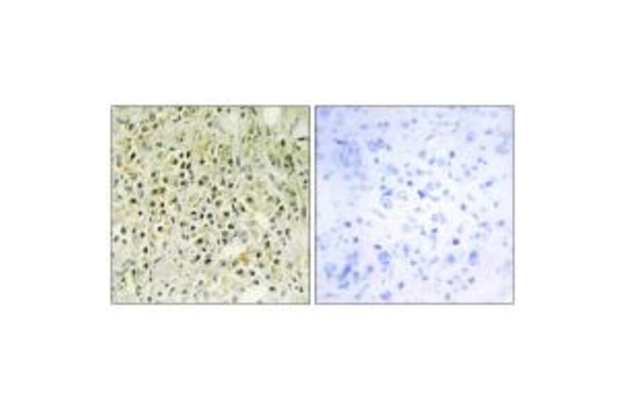 Immunohistochemistry - LEG8 Antibody from Signalway Antibody (34284) - Antibodies.com