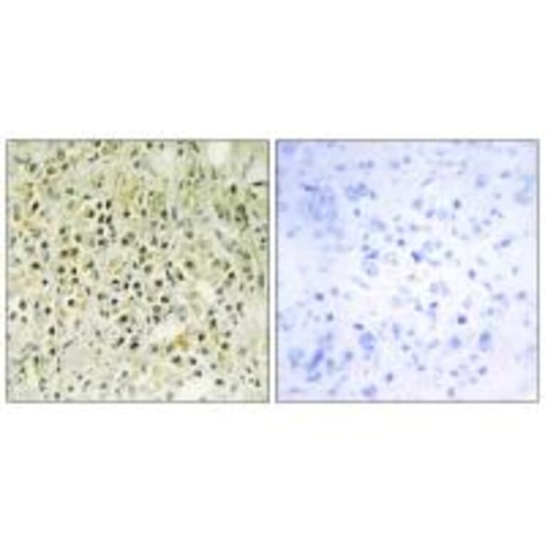 Immunohistochemistry - LEG8 Antibody from Signalway Antibody (34284) - Antibodies.com