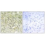 Immunohistochemistry - LEG8 Antibody from Signalway Antibody (34284) - Antibodies.com