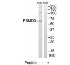 Western blot - PSMD3 Antibody from Signalway Antibody (34308) - Antibodies.com