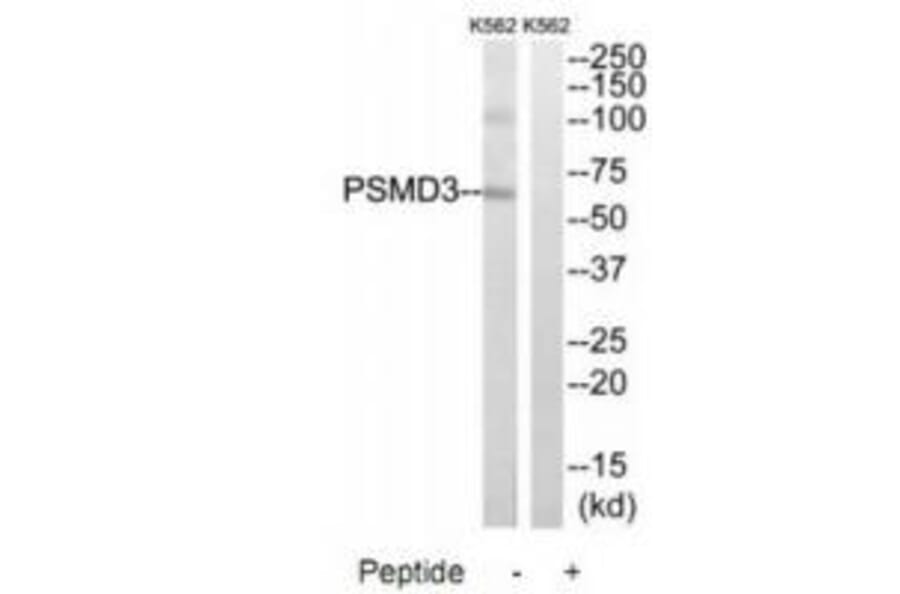 Western blot - PSMD3 Antibody from Signalway Antibody (34308) - Antibodies.com