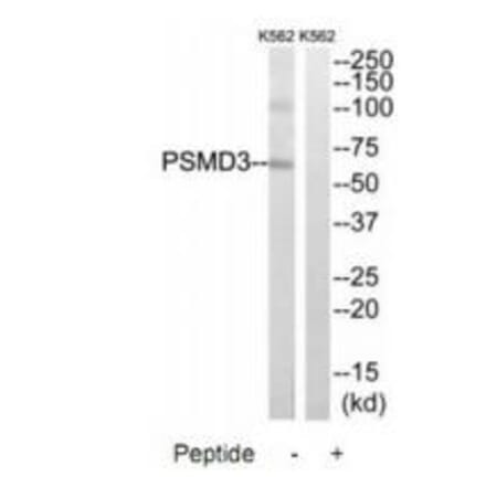 Western blot - PSMD3 Antibody from Signalway Antibody (34308) - Antibodies.com