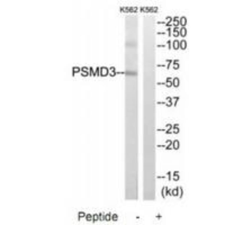 Western blot - PSMD3 Antibody from Signalway Antibody (34308) - Antibodies.com