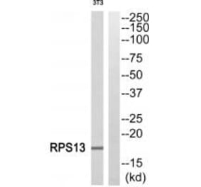 Western blot - RPS13 Antibody from Signalway Antibody (34330) - Antibodies.com