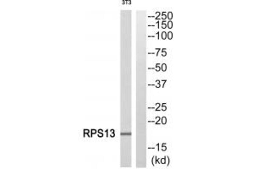 Western blot - RPS13 Antibody from Signalway Antibody (34330) - Antibodies.com
