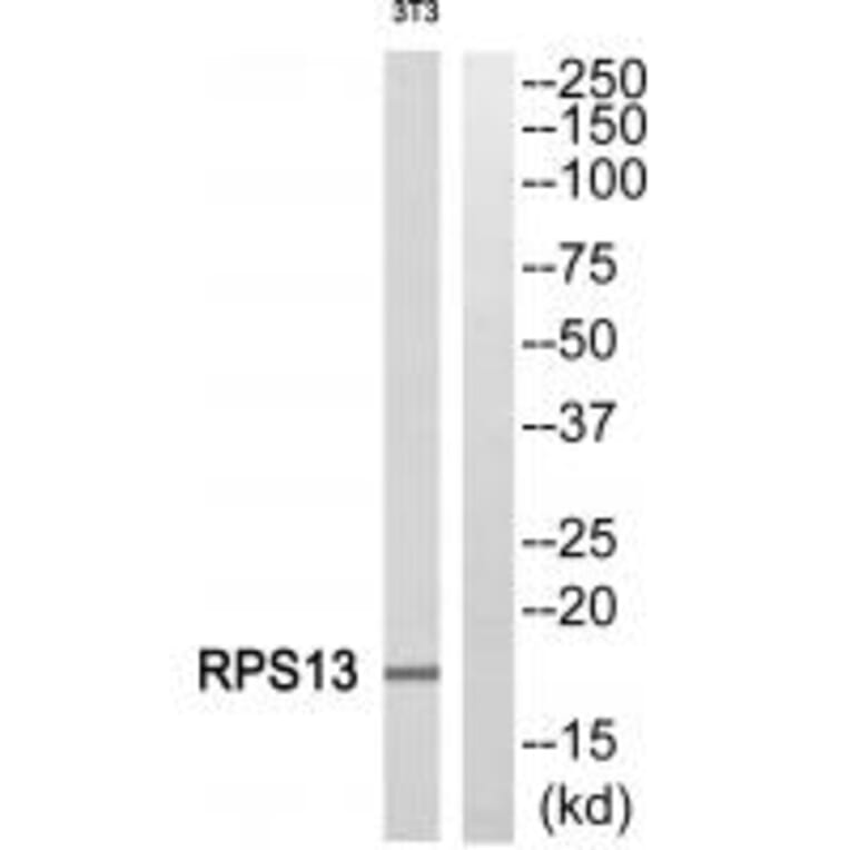 Western blot - RPS13 Antibody from Signalway Antibody (34330) - Antibodies.com