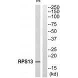 Western blot - RPS13 Antibody from Signalway Antibody (34330) - Antibodies.com