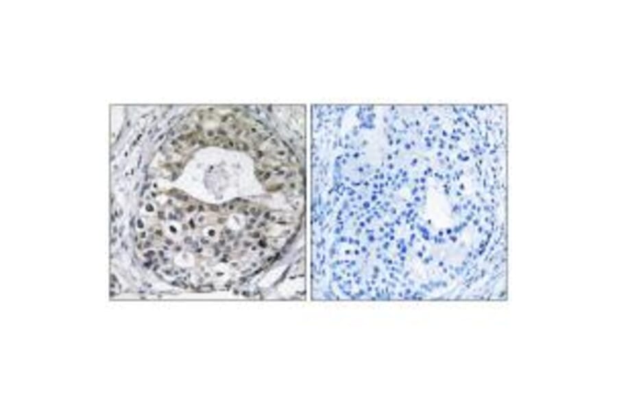 Immunohistochemistry - RPS13 Antibody from Signalway Antibody (34330) - Antibodies.com