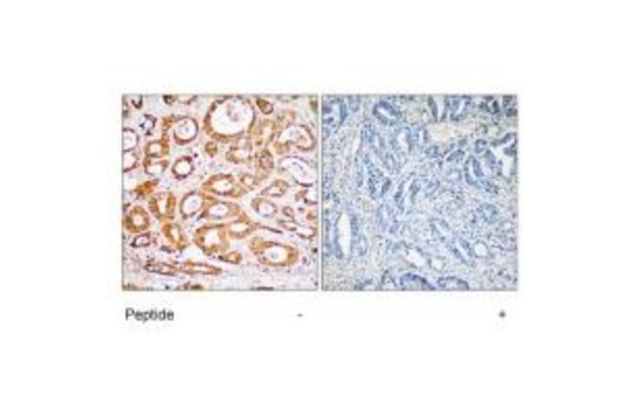 Immunohistochemistry - RPS19 Antibody from Signalway Antibody (34332) - Antibodies.com