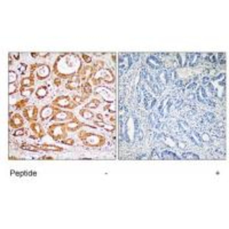 Immunohistochemistry - RPS19 Antibody from Signalway Antibody (34332) - Antibodies.com