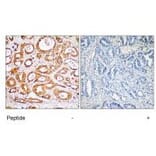 Immunohistochemistry - RPS19 Antibody from Signalway Antibody (34332) - Antibodies.com