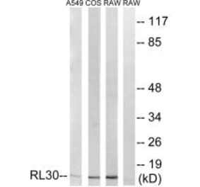 Western blot - RPL30 Antibody from Signalway Antibody (34354) - Antibodies.com