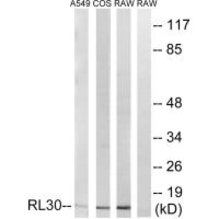 Western blot - RPL30 Antibody from Signalway Antibody (34354) - Antibodies.com