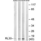 Western blot - RPL30 Antibody from Signalway Antibody (34354) - Antibodies.com