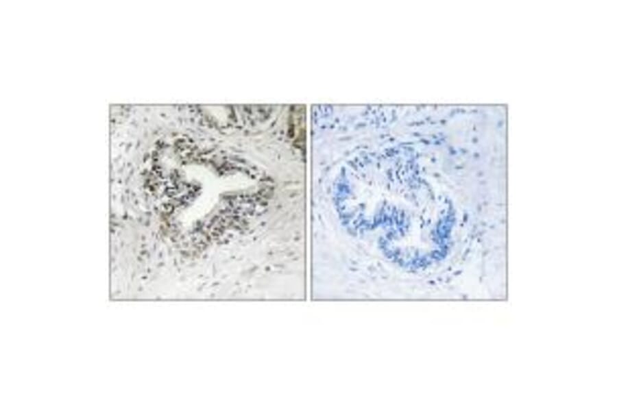 Immunohistochemistry - RPL30 Antibody from Signalway Antibody (34354) - Antibodies.com