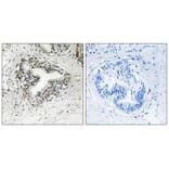 Immunohistochemistry - RPL30 Antibody from Signalway Antibody (34354) - Antibodies.com