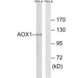 Western blot - AOX1 Antibody from Signalway Antibody (34399) - Antibodies.com