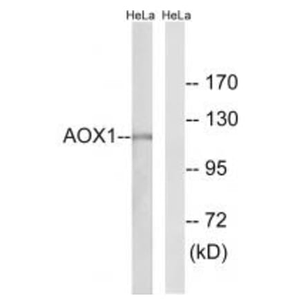 Western blot - AOX1 Antibody from Signalway Antibody (34399) - Antibodies.com