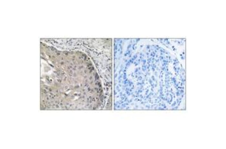Immunohistochemistry - AOX1 Antibody from Signalway Antibody (34399) - Antibodies.com